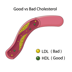 hdl-vs-ldl-cholesterol